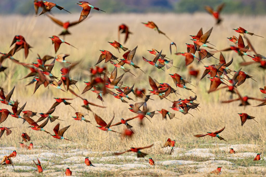 Muchenje River Lodge, Southern Carmine Bee-Eater Article Image