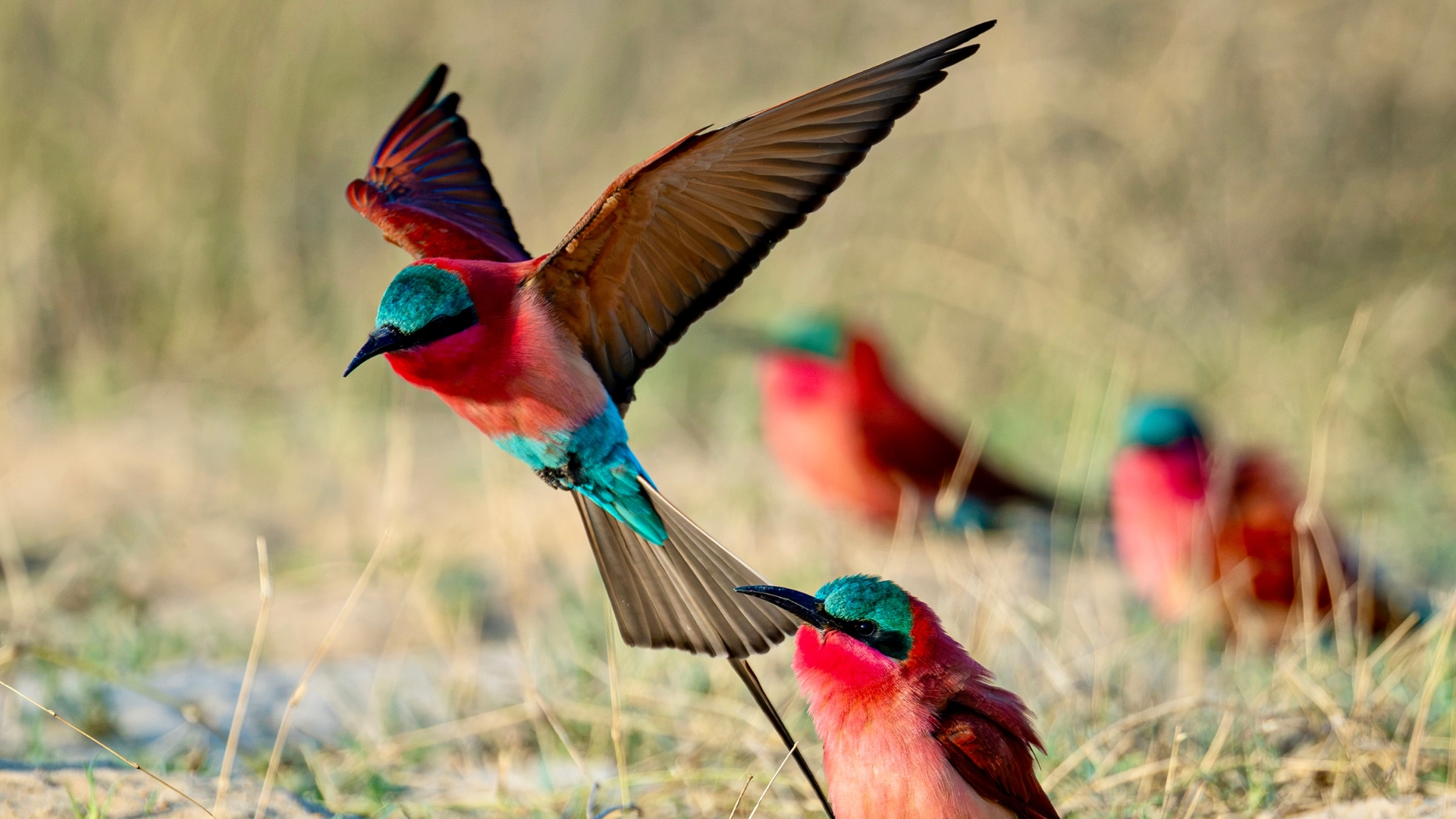 Muchenje River Lodge, Zambezi Region, Katima Mulilo, Namibia - Southern Carmine Bee-Eaters Article