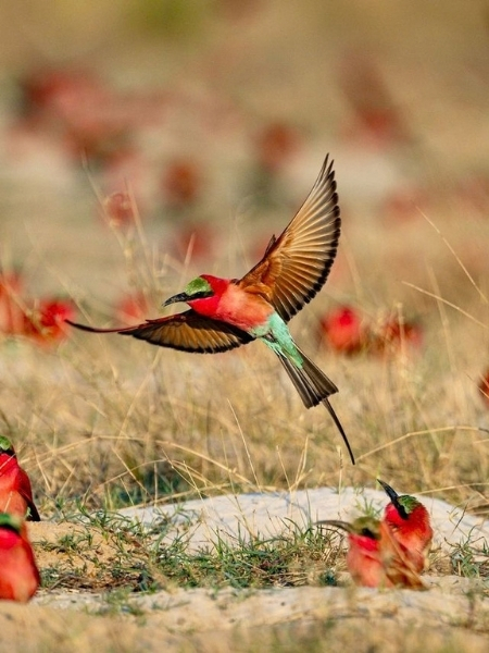 Muchenje River Lodge - Southern Carmine Bee-Eater 2026 Birding Experience Package (Katima Mulilo, Zambezi Region, Namibia)