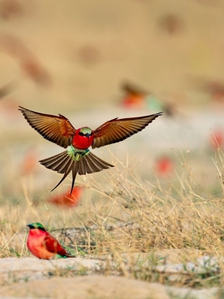 Muchenje River Lodge - Southern Carmine Bee-Eater 2026 Birding Experience Package (Katima Mulilo, Zambezi Region, Namibia)
