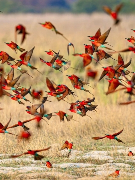 Muchenje River Lodge - Southern Carmine Bee-Eater 2026 Birding Experience Package (Katima Mulilo, Zambezi Region, Namibia)